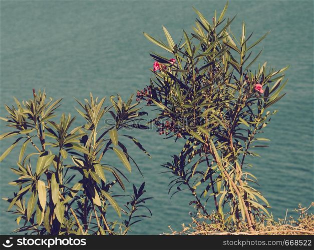 Mediterranean flora concept. Close up of green bush with leaves. Nature in Greece concept.. Green bush with leaves