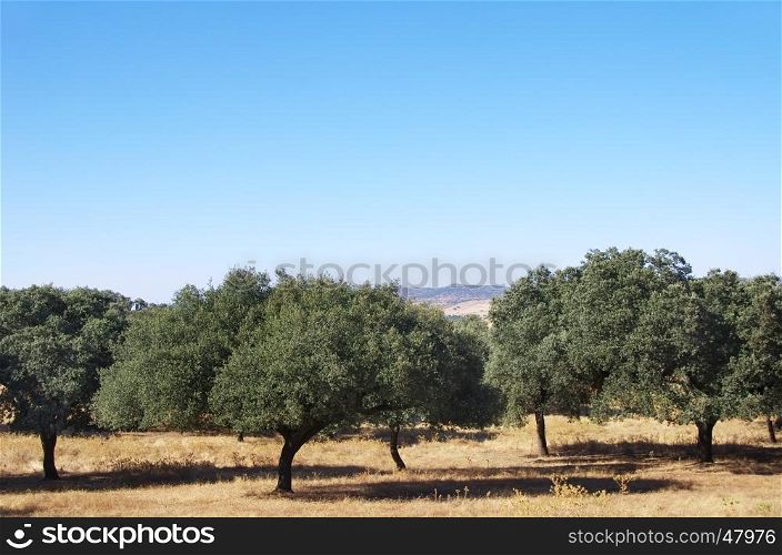 mediterranean forest at south of Portugal