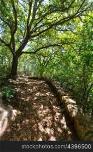 mediterranean forest in Menorca with oak trees in Cala Galdana of Balearic islands