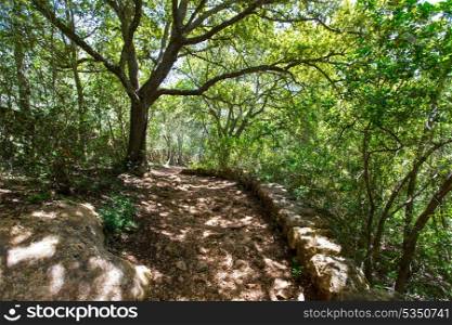 mediterranean forest in Menorca with oak trees in Cala Galdana of Balearic islands