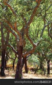 mediterranean forest in Serra Ossa, south of Portugal