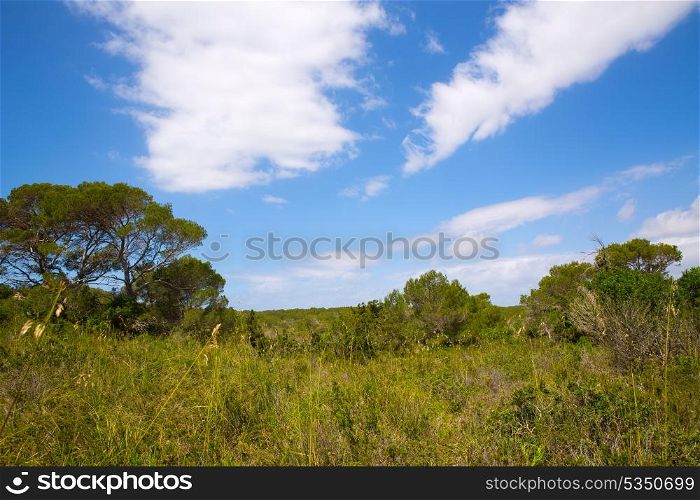 Mediterranean forest landscape in Menorca near Cala Macarella at Balearic islands