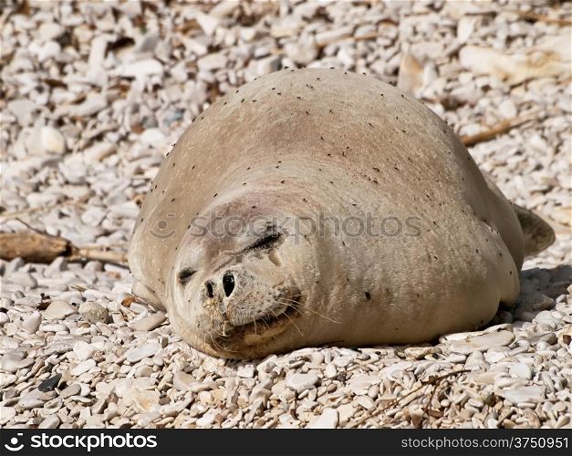 Mediterranean monk seal relax on pebble beach