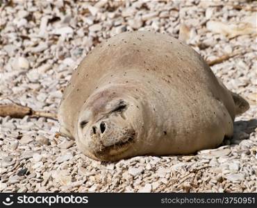 Mediterranean monk seal relax on pebble beach