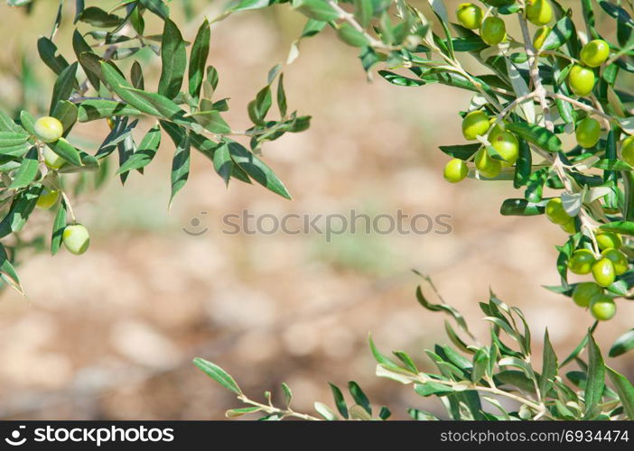 Mediterranean olive trees and olive branches copy space