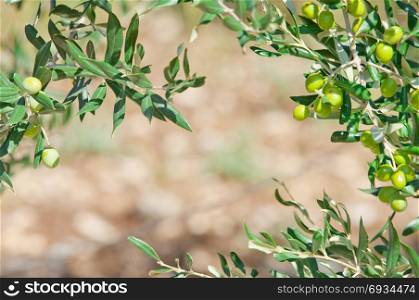 Mediterranean olive trees and olive branches copy space