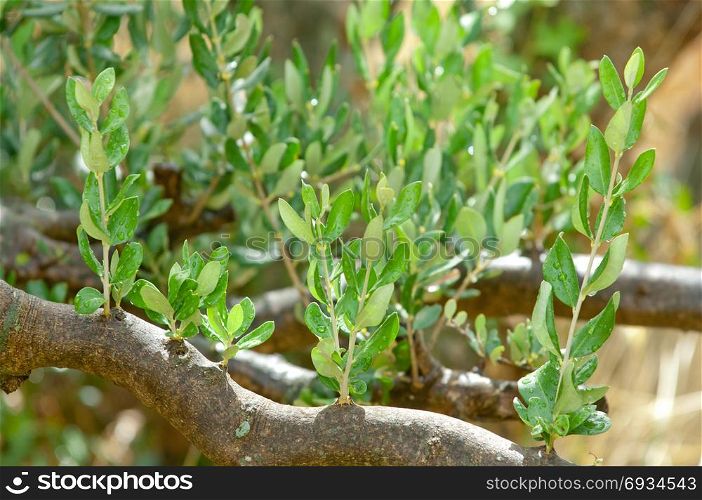 Mediterranean olive trees and olive branches copy space