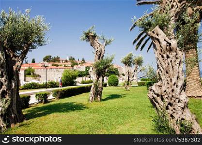 Mediterranean park with olives. St. Stephan, Montenegro