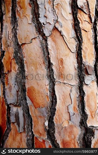 Mediterranean pin bark trunk texture in Costa Brava at Catalonia