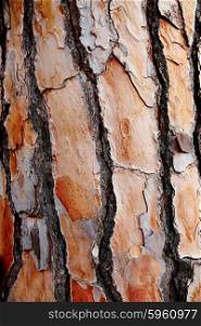 Mediterranean pin bark trunk texture in Costa Brava at Catalonia