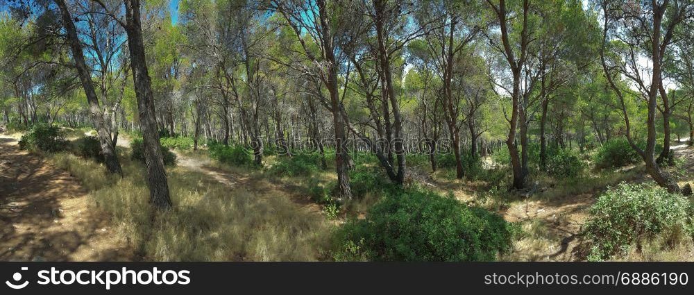 Mediterranean Pine Forest Panoramic View