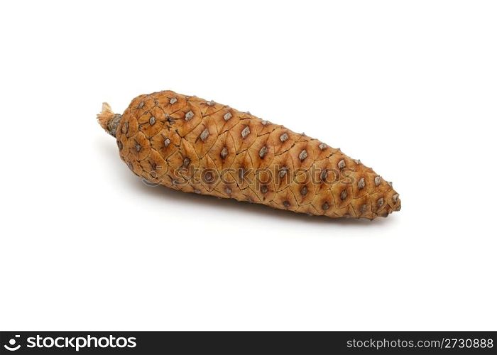 Mediterranean pine tree cone isolated on white background