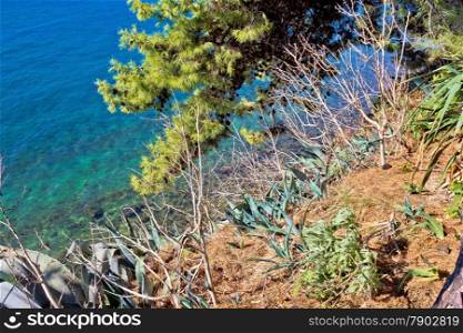 Mediterranean plants by the turquoise sea - agave and pine tree