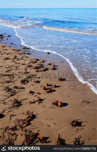 Mediterranean Posidonia beach in alicante Denia at Spain