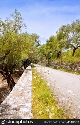 Mediterranean road with olive trees and wild carrot flowers in Majorca