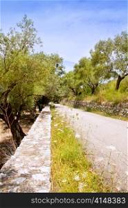Mediterranean road with olive trees and wild carrot flowers in Majorca