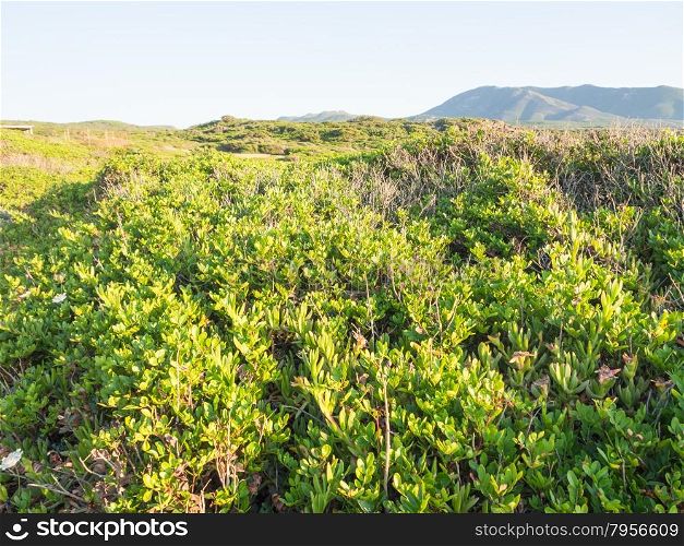 Mediterranean scrub leafs sky. Typical vegetation in Sardinia