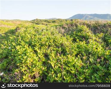Mediterranean scrub leafs sky. Typical vegetation in Sardinia