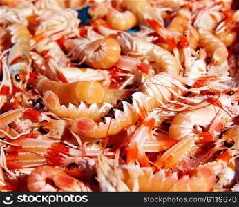 Mediterranean sea crayfish in Xabia Javea fish market of Spain