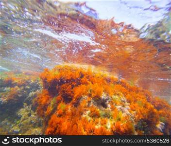 Mediterranean underwater seaweed algae in Denia Javea Alicante spain