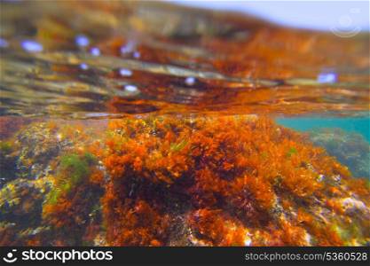 Mediterranean underwater seaweed algae in Denia Javea Alicante spain