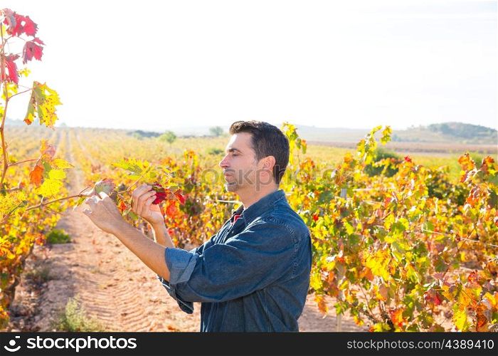 Mediterranean vineyard farmer checking grape leaves in Spain