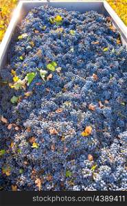 Mediterranean vineyard harvest cabernet sauvignon grape field in Spain