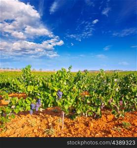 Mediterranean vineyards in Utiel Requena at Spain wines