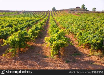 Mediterranean vineyards in Utiel Requena at Spain wines