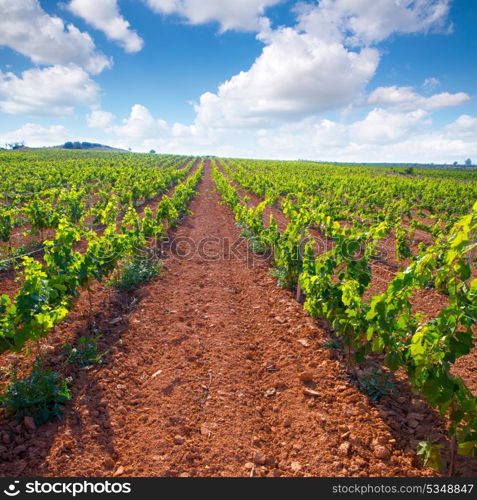 Mediterranean vineyards in Utiel Requena at Spain wines