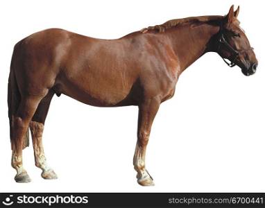 medium/heavy horse.