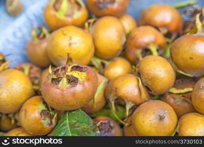 Medlar, old fruit