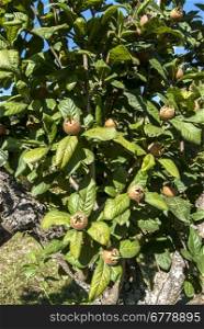 Medlar tree closeup with fresh fruits in sunny day