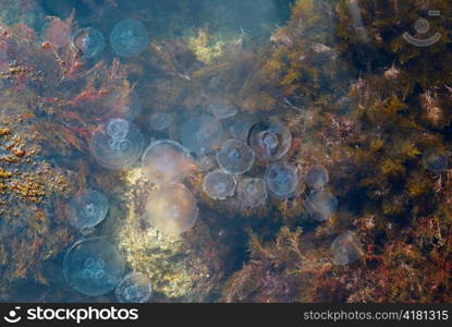 Medusa in water.