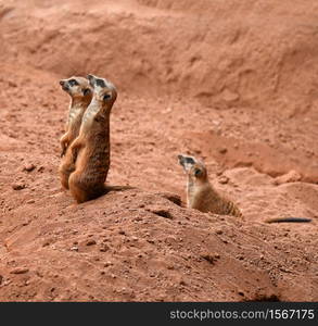 meerkat