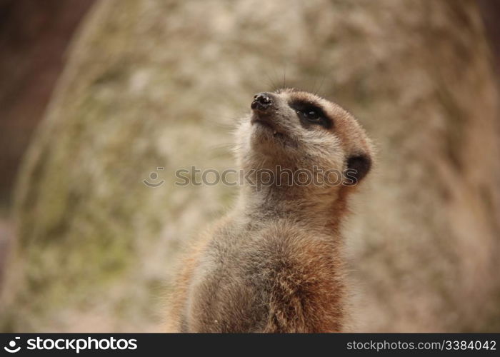 meerkat