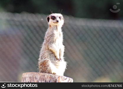 meerkat