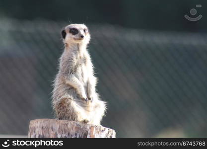 meerkat