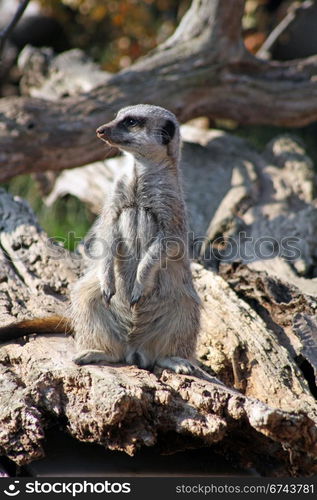 meerkat