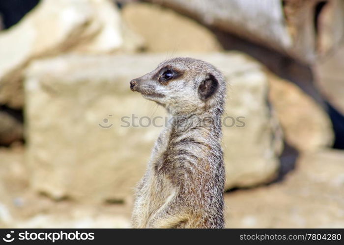 meerkat