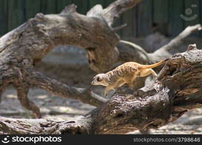 meerkat climbed a dry trunk