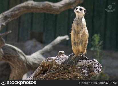 meerkat climbed a dry trunk