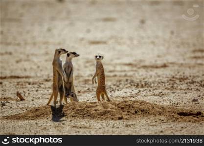 Meerkat famlily at den in desert area in Kgalagadi transfrontier park, South Africa; specie Suricata suricatta family of Herpestidae. Meerkat in Kgalagadi transfrontier park, South Africa