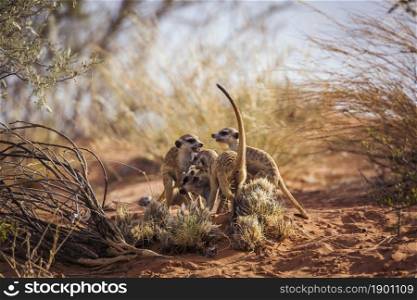 Meerkat famliy group bonding and playing in Kgalagadi transfrontier park, South Africa; specie Suricata suricatta family of Herpestidae. Meerkat in Kgalagadi transfrontier park, South Africa