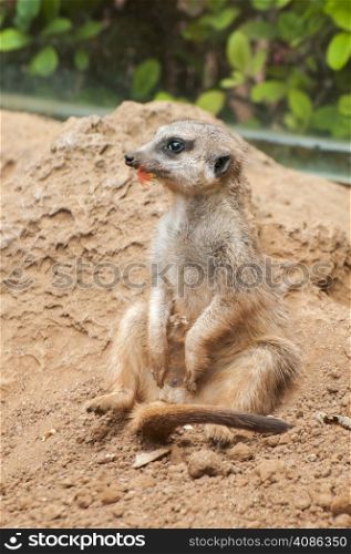 meerkat habitat in looking around the dangers