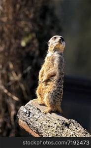 Meerkat in the typical upright position