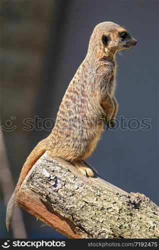 Meerkat in the typical upright position on a tree trunk