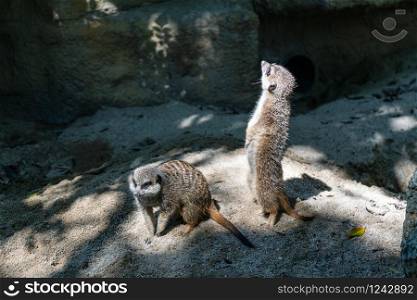 Meerkat is standing. It is a skeptic animal. It must be observed.