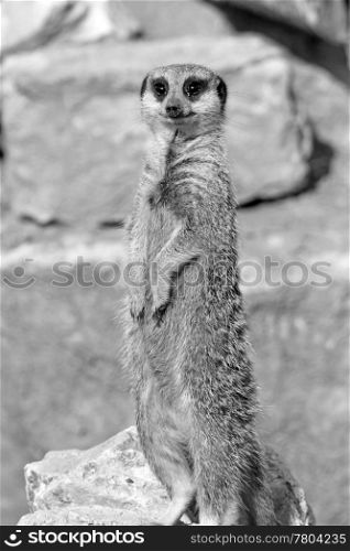 meerkat looking alert