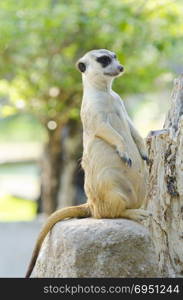 Meerkat, Meercat (Surikate) standing upright as Sentry - Suricata suricatta